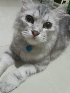 meow care & spa kemanggisan