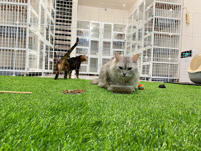 MEWTIME Cat Hotel & Playground