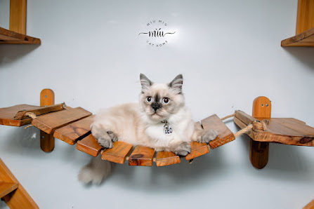 Miu Miu Cat Hotel