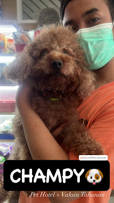 Moccachino Pet Care