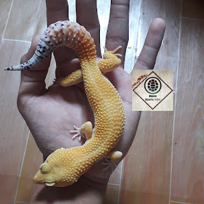 Momo exotic pets