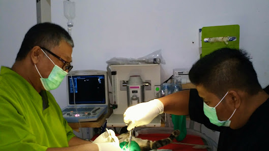 MyCat. Praktek dokter hewan khusus Kucing