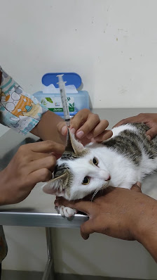 NATA Pet Clinic and Store Pengantin Ali Ciracas (Dokter Hewan, Petshop-Grooming-Hotel-Scaling-Delivery)