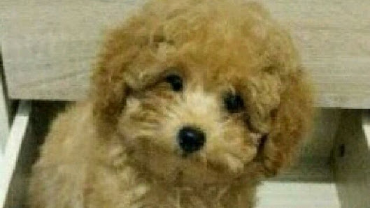 NATASHA GADING KENNEL