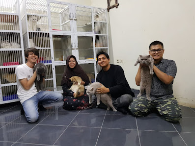 Nirmala Cattery | IG : @adoptimportcats.ofc & @adoptcatbyvidya_official