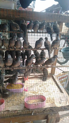 NOTO BIRD SHOP