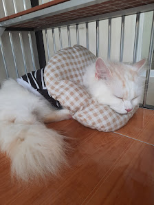 Olga Cat Mansion