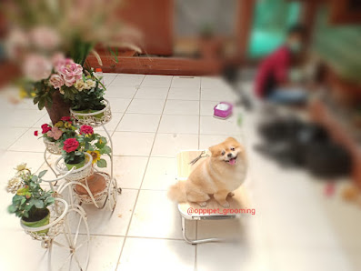 OPPI PET SALON & GROOMING (PANGGILAN ke RUMAH) JAKARTA-BEKASI