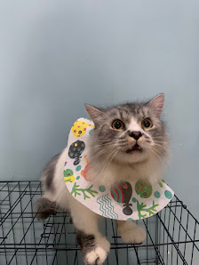 OSHA PETCARE (Praktek Dokter Hewan & Petshop) Tangerang Selatan