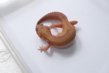 Out Of Space Gecko
