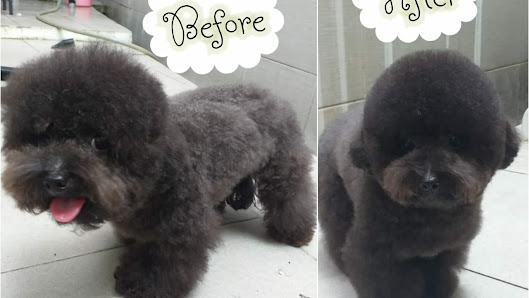 Pamz Grooming sukabumi