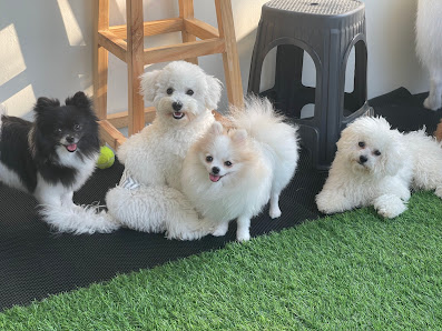 PAO PAO Dog Hotel