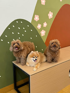 Paws and Pillows - Pet Hotel and Grooming