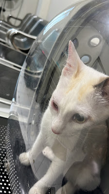 Pawsome Petcare & Petshop