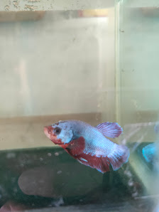 Pejor Aquarium