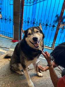 Pelatihan Anjing & Grooming Anjing Panggilan | Faunafella