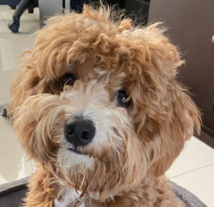 Pelatihan anjing panggilan terbaik Doglife.id