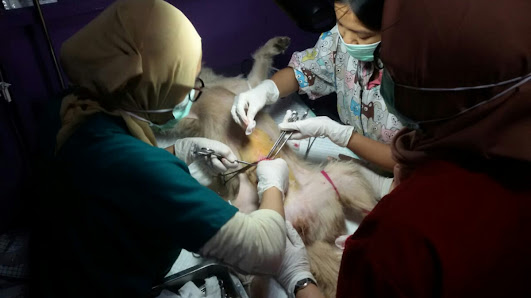 Pet City Jogja