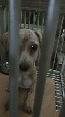 PET DEPO Pet Shop