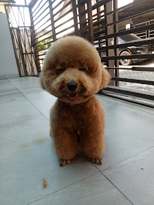 Pet groomer