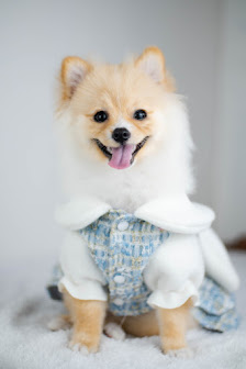 PET HEAVEN STUDIO