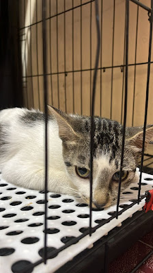 PET HOME dan Home Visit by drh Fitri