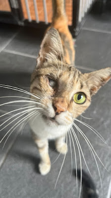 Pet Home (Dokter hewan citra 8 & penitipan hewan)