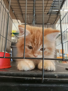 Pet Station