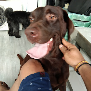 Pet Story