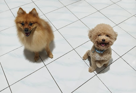 Pets Homestay