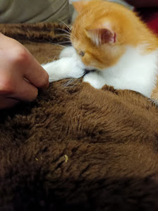 Pets Ventura