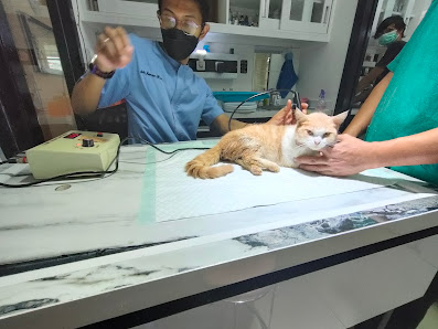 Petsmile Doknyom Bandung