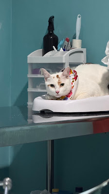 PettoVet