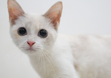 Pocari Cat Grooming