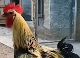 Poliklinik Spesialis Ginjal