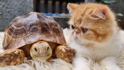 Prabu Torto Jual Sulcata