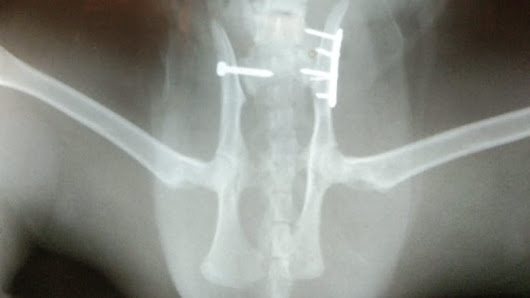 Praktek Dokter Hewan Dr.vet cinere