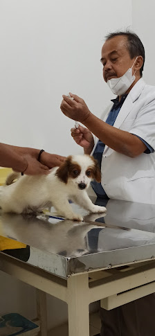 Praktek Dokter Hewan | Drh. Yosep Sukarji