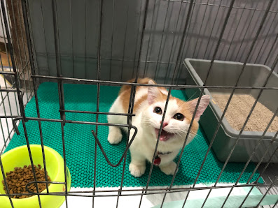 Praktek Dokter Hewan Homey Pet & Care (Drh. Ewik Fitri .P.N) grooming dan lain lain