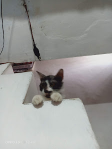 Praktek Dokter Hewan - HOMIE Pet Care & Pet Shop