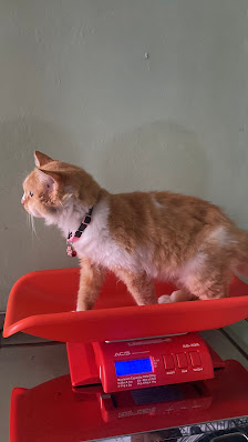Puskeswan Kutawaringin (Pusat Kesehatan Hewan)