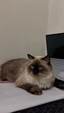 Q IN CAT Grooming