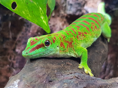 Queen's Park Reptiles