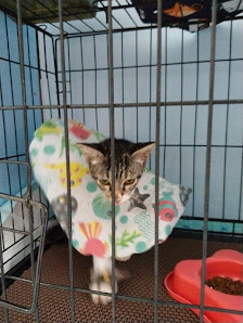 Queen Vet & Animal Care (Praktik Dokter Hewan)