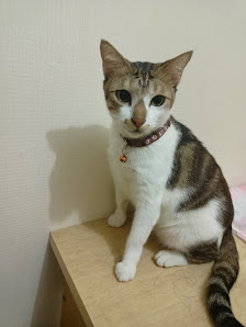 QUINSI PET CARE