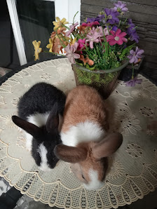 Raharabbit