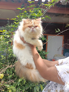 Ratu Cathouse Sukabumi