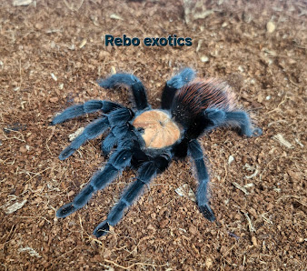 Rebo exotics