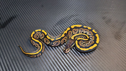 Reptil Murah Jakpus (RMJ)