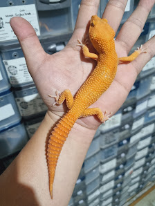REPTILEVASION